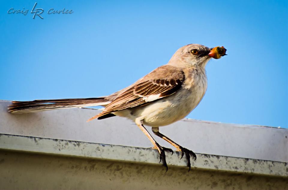 Northern mockingbird with an insect