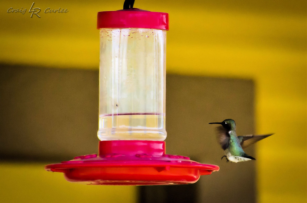 Hummingbird at a feeder