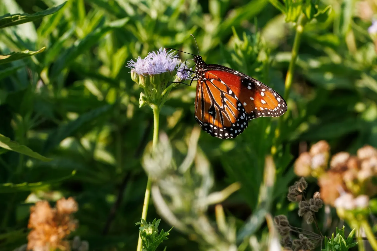 An orange-and-black butterfly feeding on a pale purple mistflower