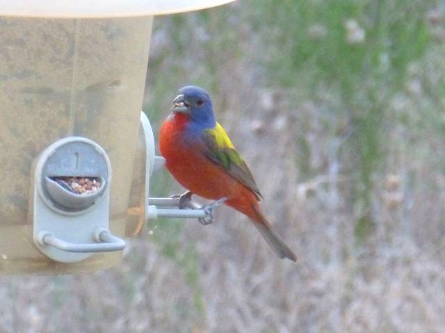 Painted bunting at a feeder