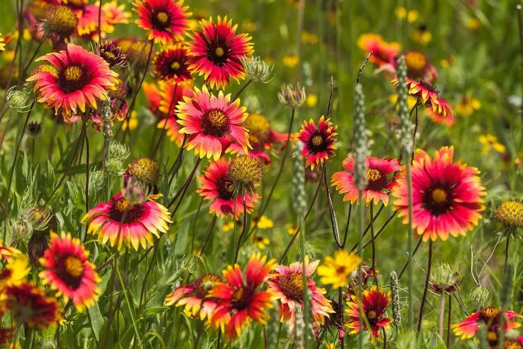 A bright field of red-and-yellow Indian blanket wildflowers