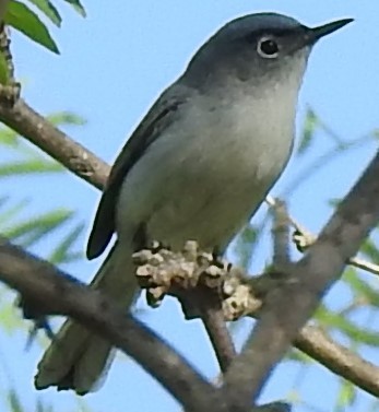 Blue-gray Gnatcatcher photographed at Acton Nature Center