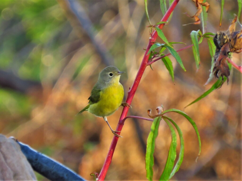 Nashville Warbler photographed at Acton Nature Center