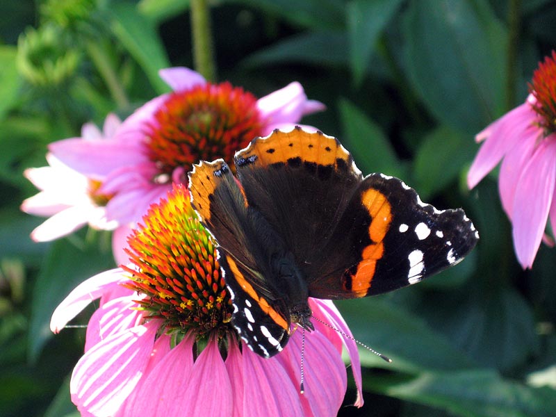 A red admiral butterfly resting on a purple coneflower