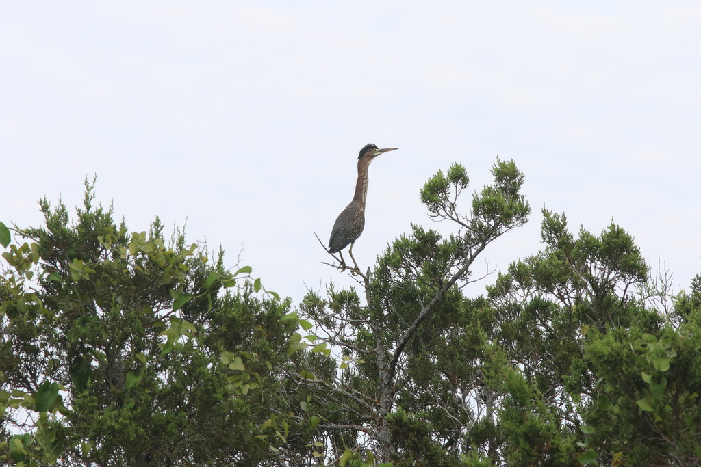 Green Heron photographed at Acton Nature Center