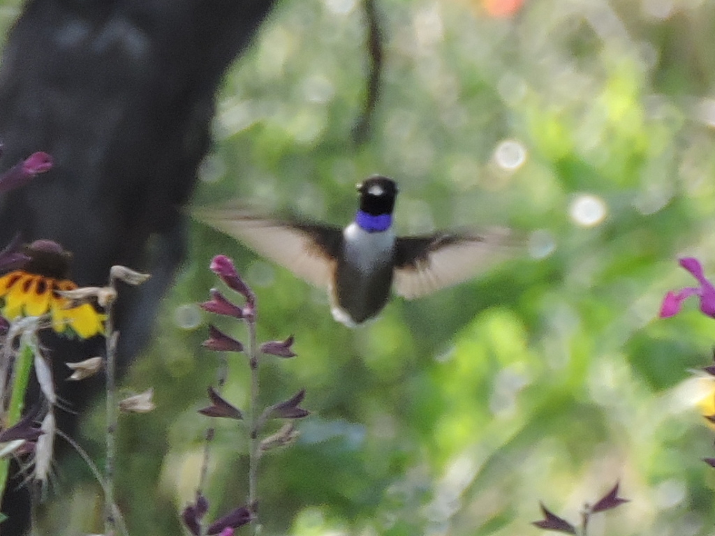 Black-chinned Hummingbird photographed at Acton Nature Center