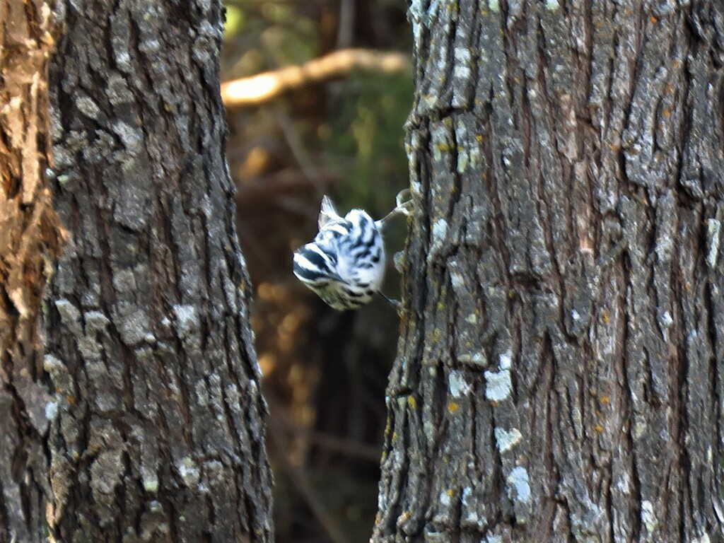 Black-and-white Warbler photographed at Acton Nature Center