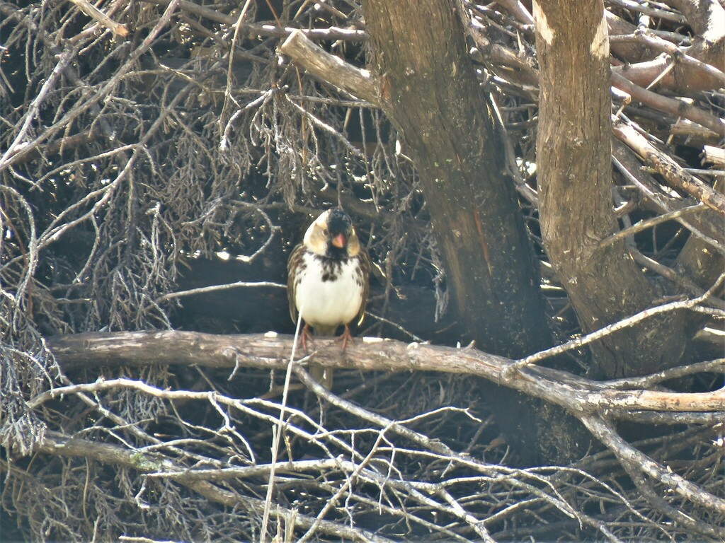 Harris's Sparrow photographed at Acton Nature Center