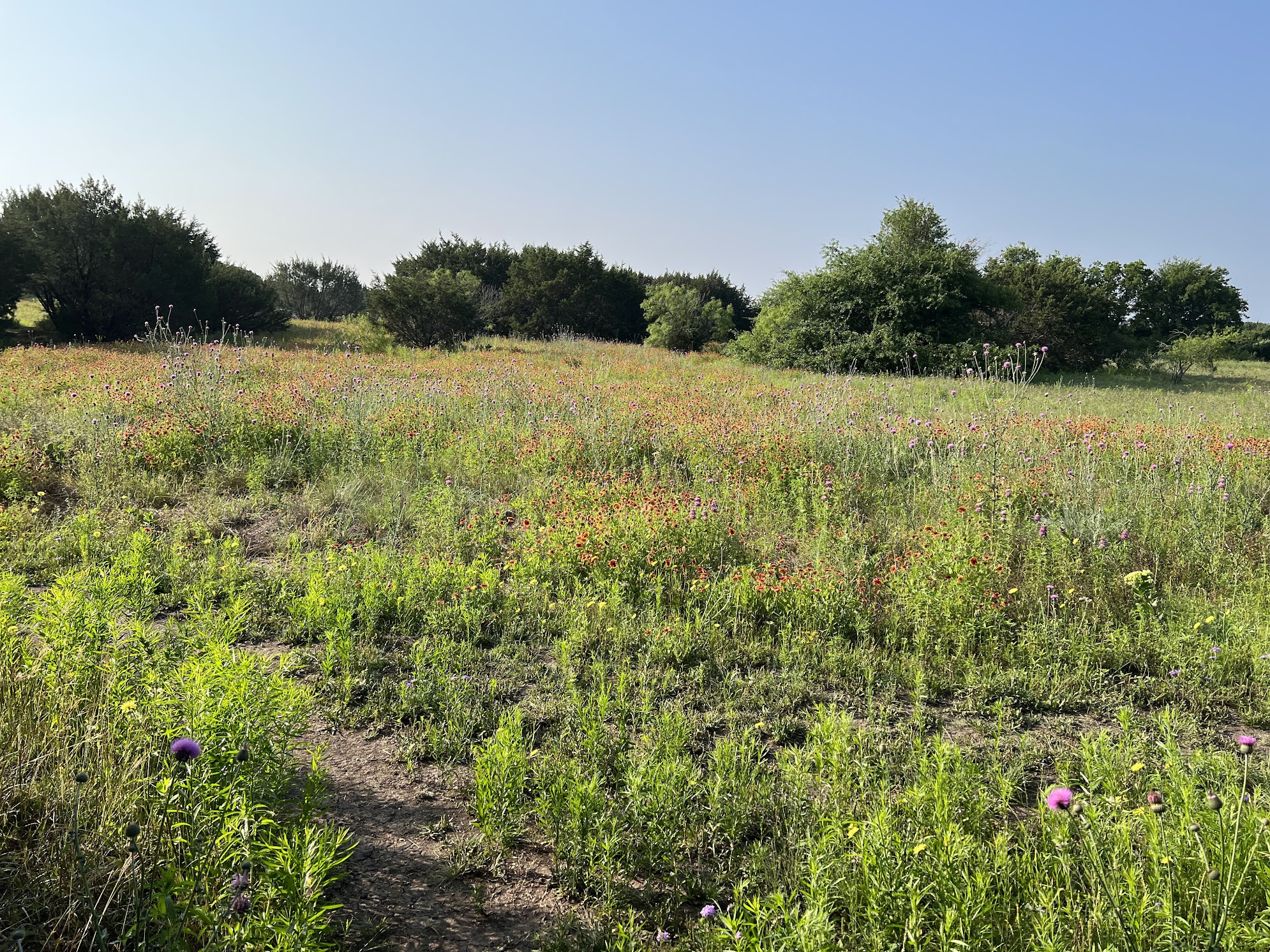 Native wildflowers growing across the prairie at Acton Nature Center