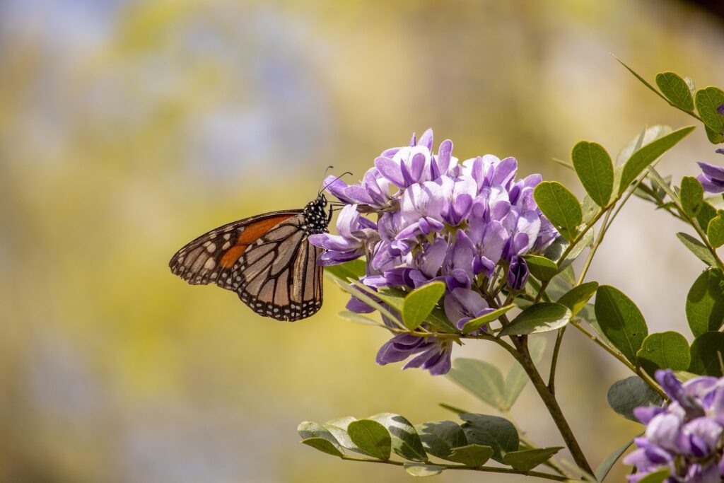 Monarch butterfly resting on purple flowers