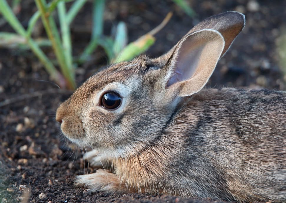 An eastern cottontail rabbit resting on the ground