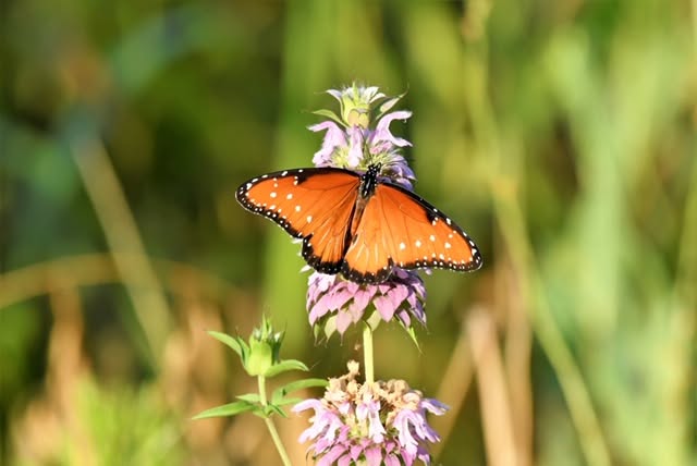 Monarch butterfly resting on a native flower
