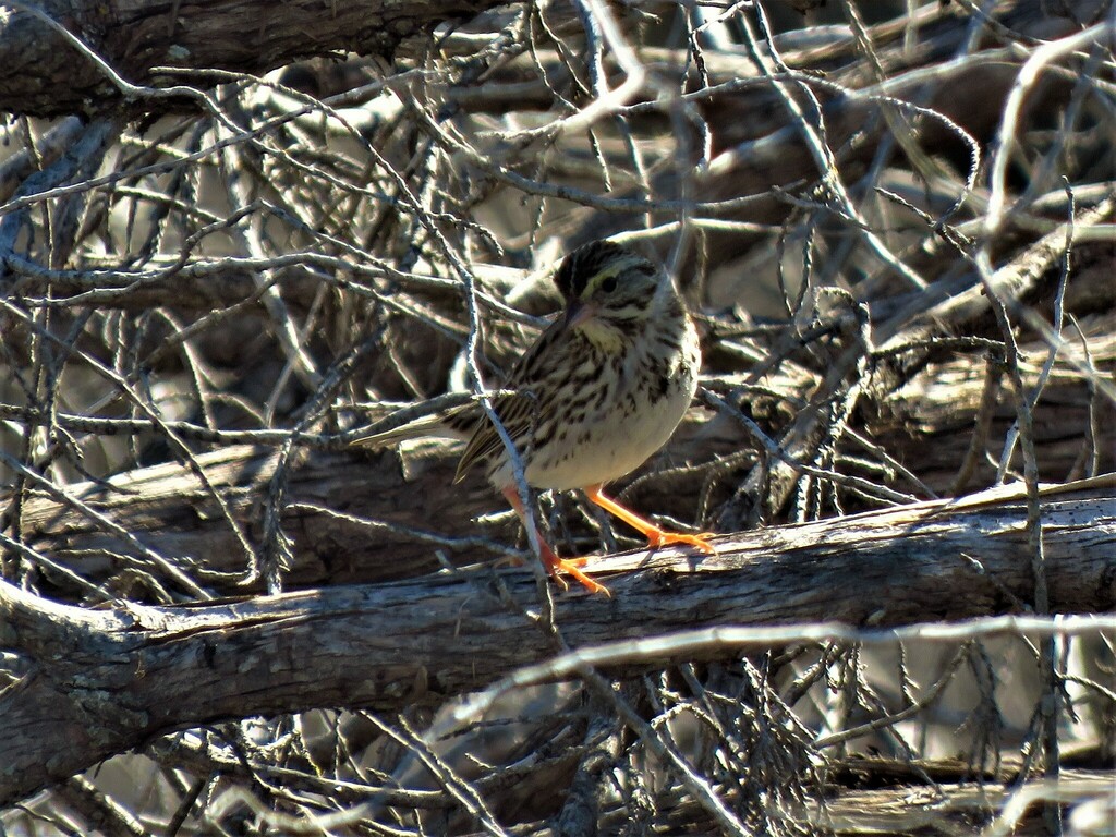 Savannah Sparrow photographed at Acton Nature Center