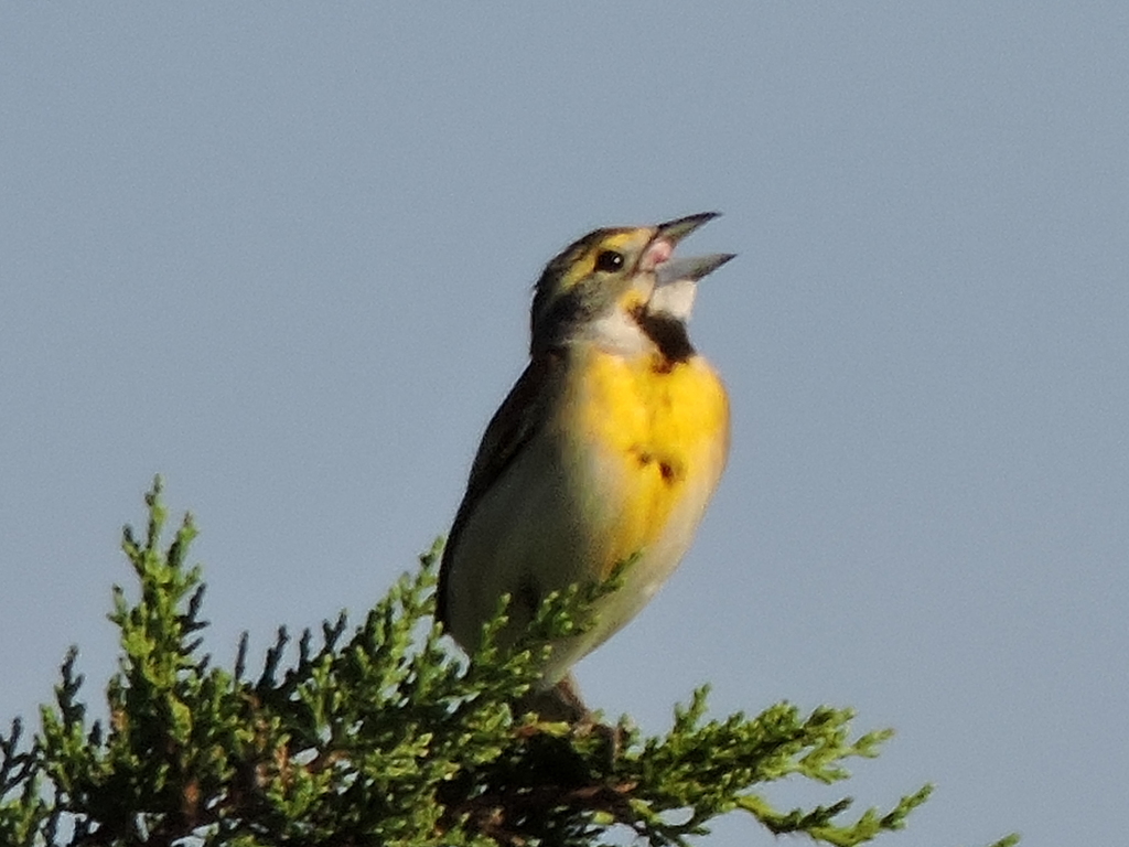 Dickcissel photographed at Acton Nature Center