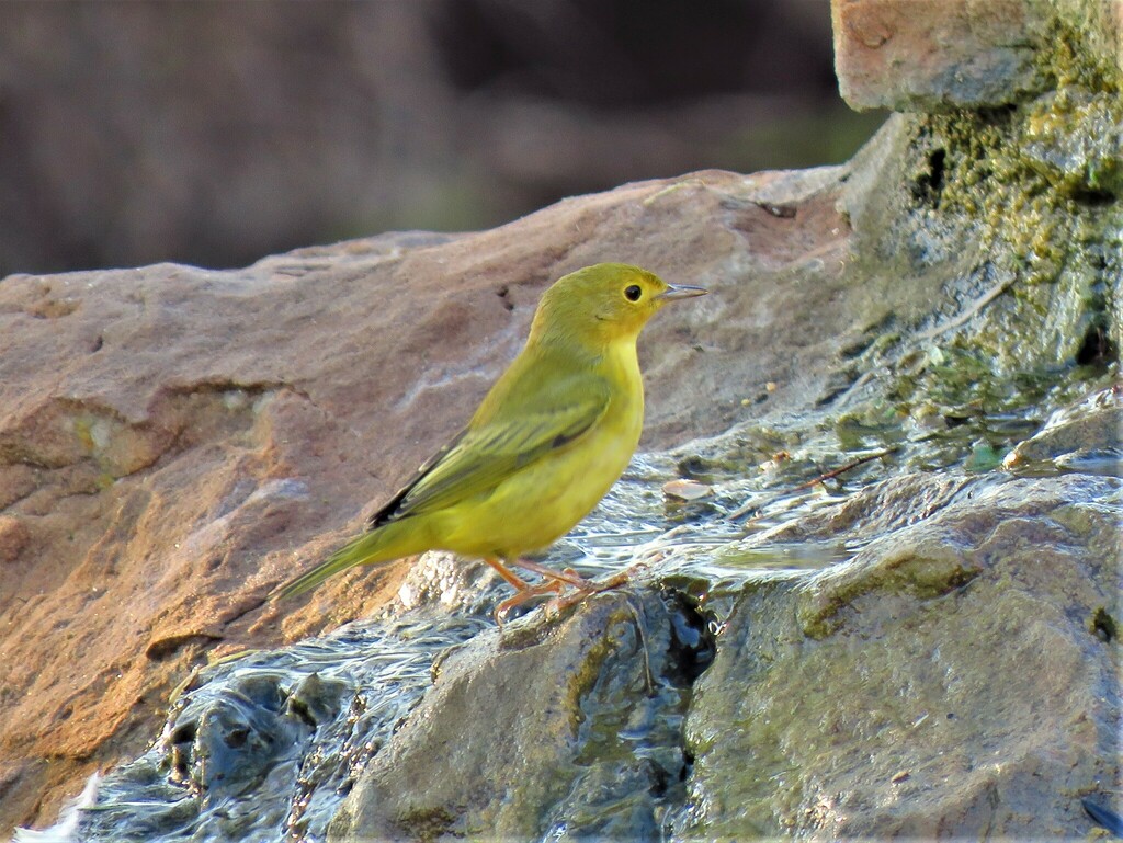 Northern Yellow Warbler photographed at Acton Nature Center
