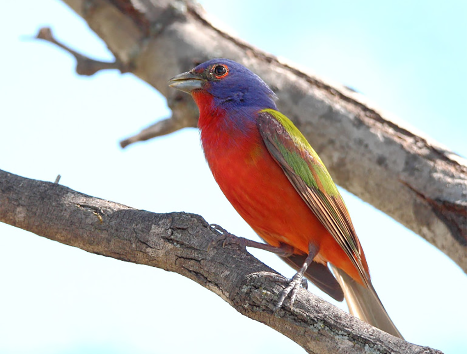 Painted bunting on a branch