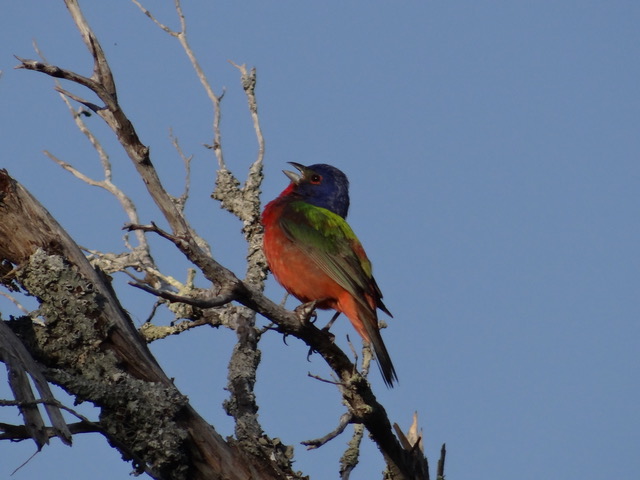 Painted bunting in the trees