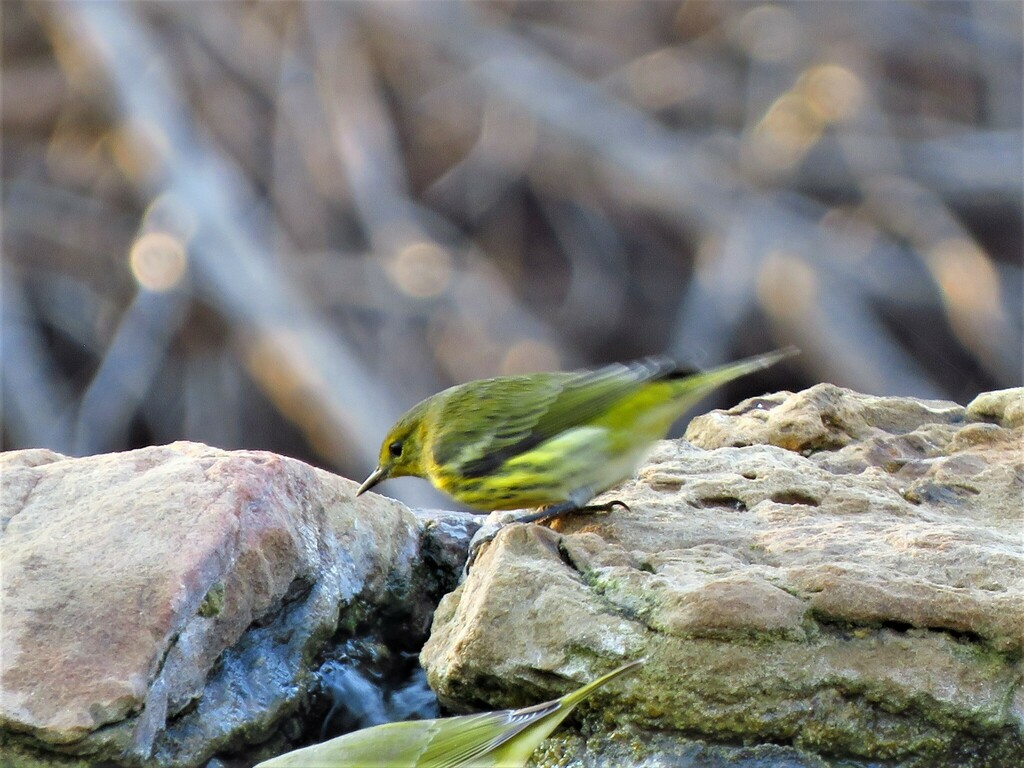 Cape May Warbler photographed at Acton Nature Center