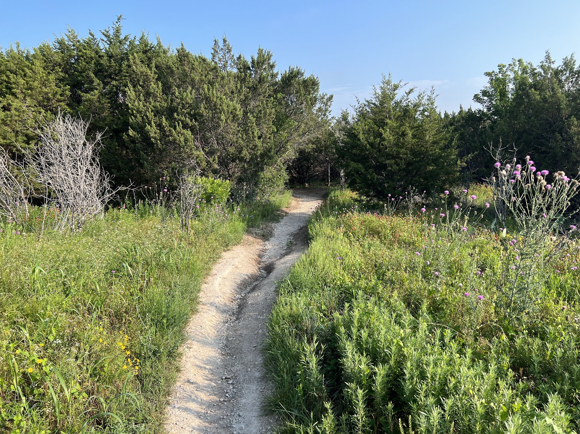 A sunlit trail through the prairie at Acton Nature Center