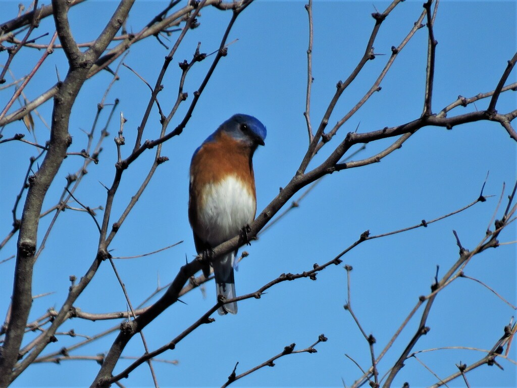 Eastern Bluebird photographed at Acton Nature Center