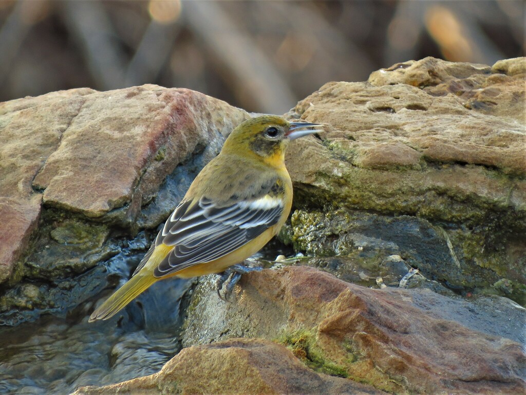 Baltimore Oriole photographed at Acton Nature Center