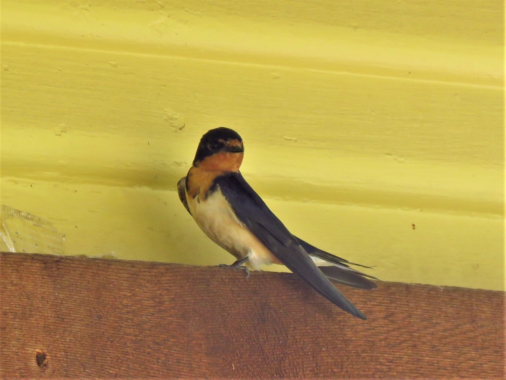 Barn Swallow photographed at Acton Nature Center