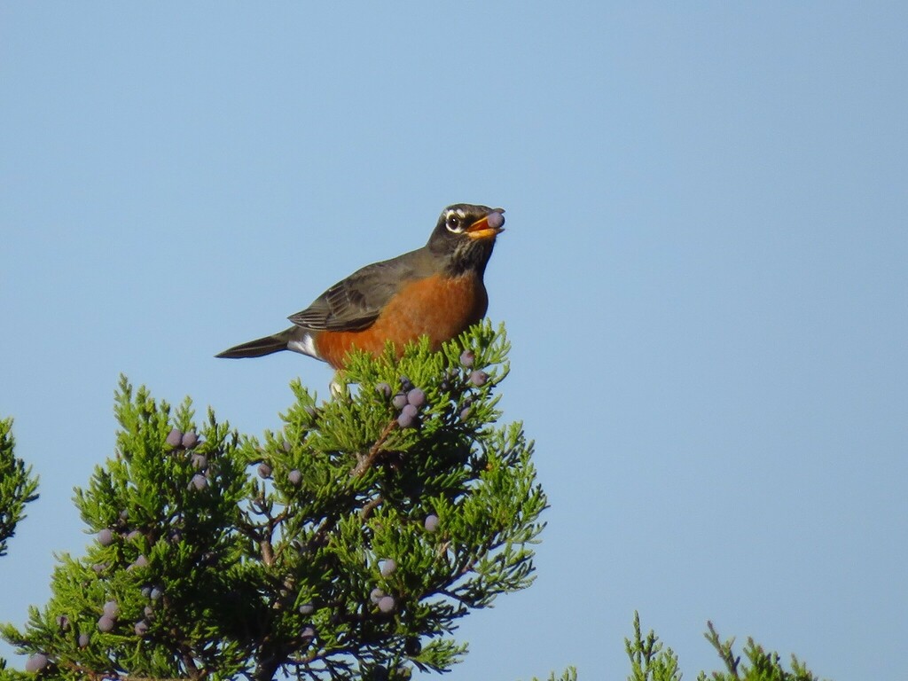 American Robin photographed at Acton Nature Center