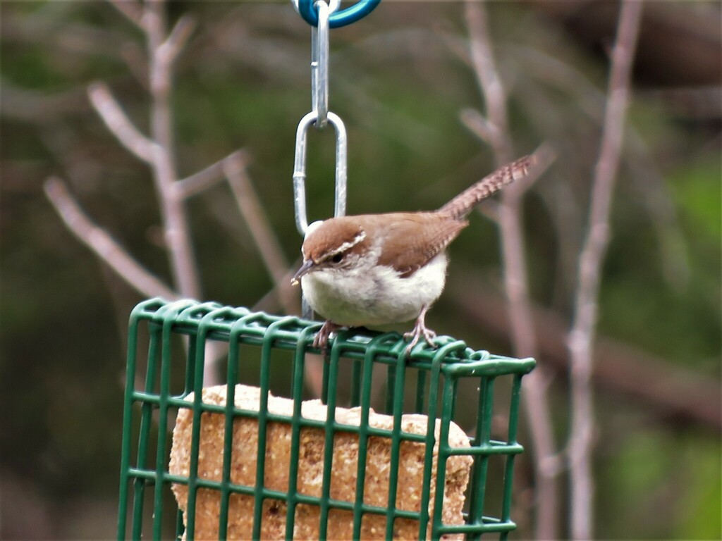 Bewick's Wren photographed at Acton Nature Center