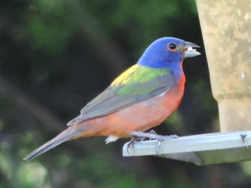 Painted Bunting photographed at Acton Nature Center