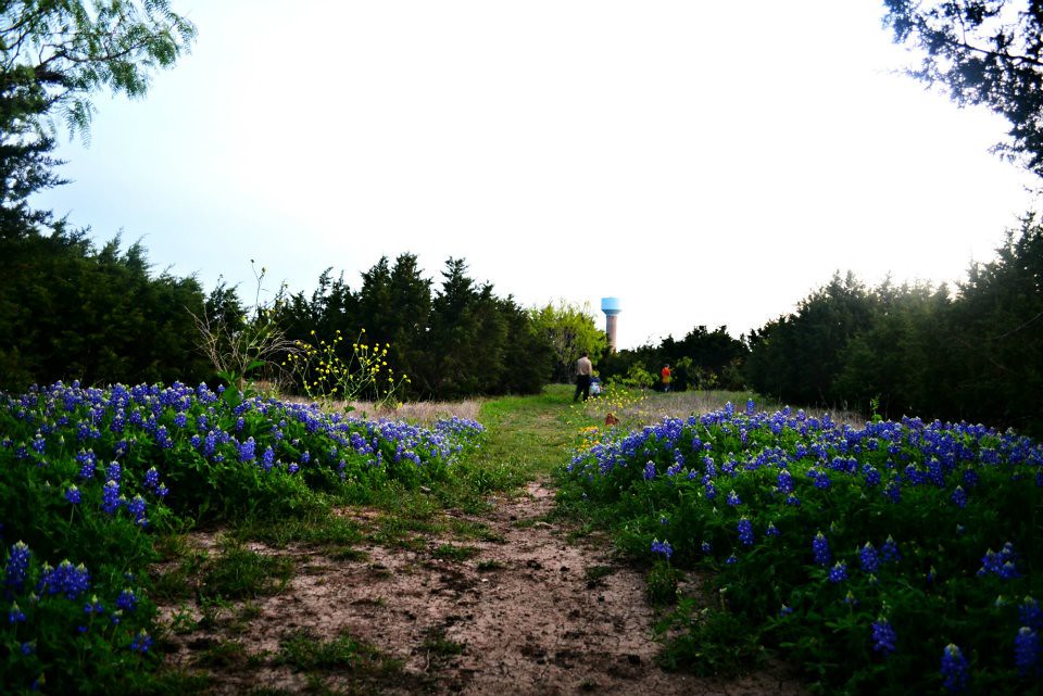A path winding through bluebonnets at Acton Nature Center
